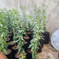 نهال بادام دیر گل