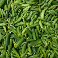 خیار شوری
