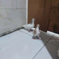 خال هفترنگ ساده زرد شیرازی