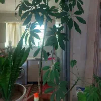 گل گلدان|گل و گیاه طبیعی|اهر, |دیوار