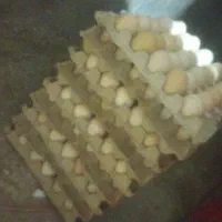 تخم بوقلمون مرغ وغاز