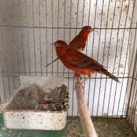 جوجه قناری سوخته دارچین سرخ