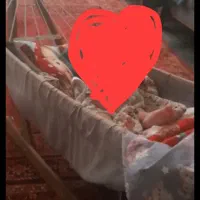 گهواره سنتی