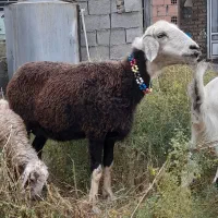 گوسفند داشتی