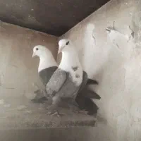 کبوتر کلاغ