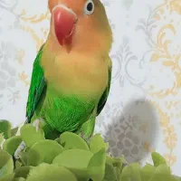 فروش پرنده