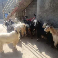 بز داشتی جوان