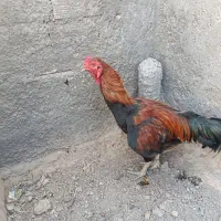 خروس لاری