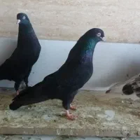 کفتر زاغ