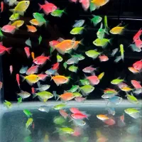 ماهی آکواریوم گوپی کالر مولی زیرا فایتر