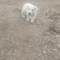 سگ پاکوتاه