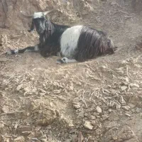 چاق چله واسه قربانی تروشت