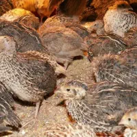 بلدرچین تخمگذار و گوشتی