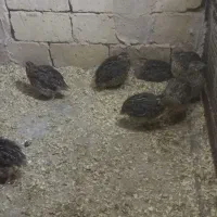 بلدرچین۴۰ روزه