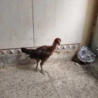 جوجه لاری