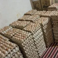 تخم مرغ بومی