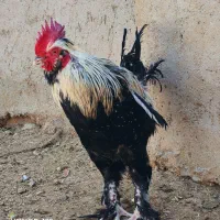 خروس|حیوانات مزرعه|سروستان, |دیوار