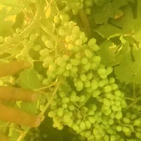 غوره درجه یک نمونه عسگری وفرخی
