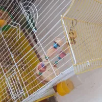 قفس سالم