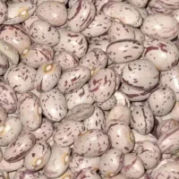 لوبیا چیتی بذری خمین