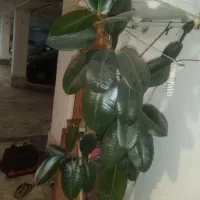 گل فیکوس
