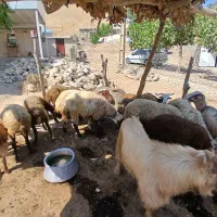 دام