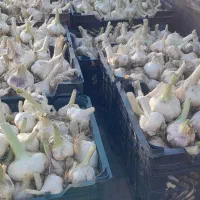 سیر