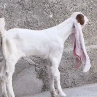 گلابی ماده