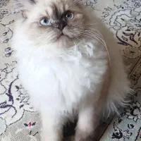 پیشی بریتیش white & grey چکمه پوش