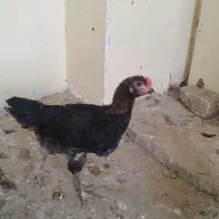 دو عدد جوجه خروس بزرگ