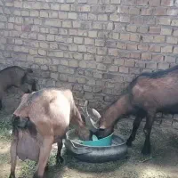 بز اسپانیایی. یک جفت با بزغاله