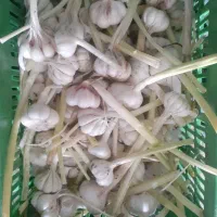 سیر پاک شده زیر صادرات روسیه