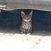 بچه گربه