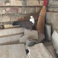 کبوتر پیدا شده