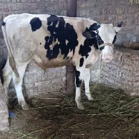 گاو شیری و گوساله نر