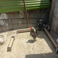 خروس گلین