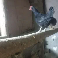 مرغ گلین۱۶ماه تخم میزاره الان گرچشوسالم روستاچوپلو