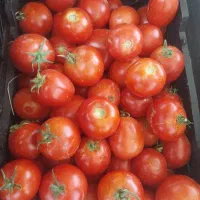 گوجه فرنگی