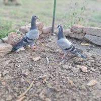 دوبر‌بالا