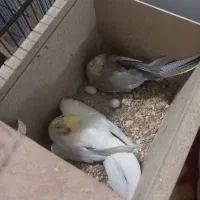 جفت عروس کارداده ضمانتی دستی سخنگو