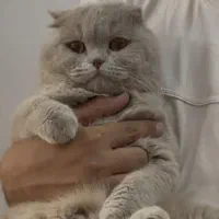 گربه اسکاتیش دبل فولد لیلاک