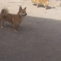 سگ باهوش پاکوتاه