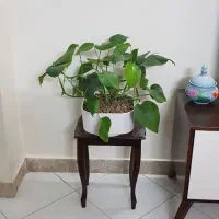 برگ انجیری بابا آدم با گلدان سرامیکی