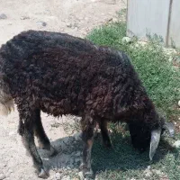 بره نر
