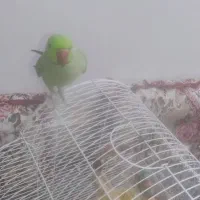 طوطی ملنگو‌