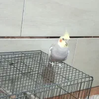 طوطی کوتوله نر عروس هلندی نر