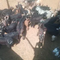 کهره