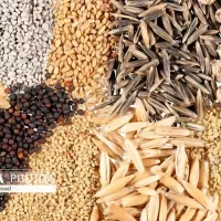 فروش دان طیور،مرغ،جوجه،مینا،کبوتر