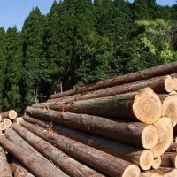 خریدار چوب و ضایعات چوبی تخته و پالت