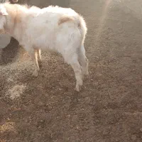 نربز ،سانن ،بز ،میش